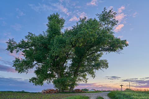 Gemeinde Reischach Landkreis Altötting Erlbach Dreistämmiger Baum (Dirschl Johann) Deutschland AÖ